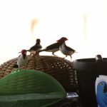 Kardinal Vögel am Frühstücksbuffett