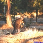 Kangaroo in der Zumstein Picknick Area 