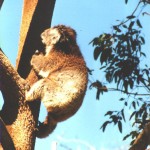 Koala in motion 