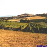 Yarra Valley - Weinfelder und sanfte Hügel